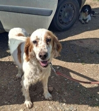 LUCILA, Hund, English Setter in Griechenland - Bild 1