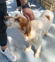 LUCILA, Hund, English Setter in Griechenland - Bild 3