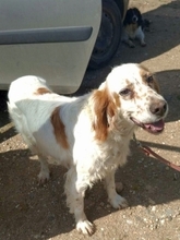 LUCILA, Hund, English Setter in Griechenland - Bild 4
