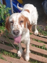 LUCILA, Hund, English Setter in Griechenland - Bild 6
