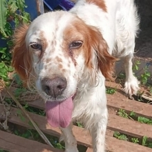 LUCILA, Hund, English Setter in Griechenland - Bild 7