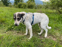KYA, Hund, Mischlingshund in Rumänien - Bild 3
