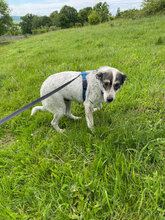 KYA, Hund, Mischlingshund in Rumänien - Bild 4