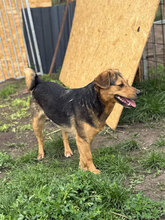 THEO, Hund, Mischlingshund in Rumänien - Bild 2