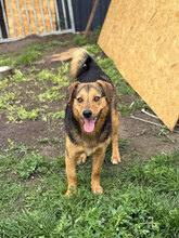THEO, Hund, Mischlingshund in Rumänien - Bild 3