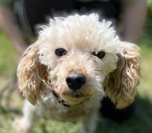 AJKA, Hund, Pudel in Slowakische Republik - Bild 1