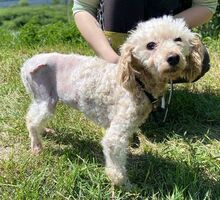 AJKA, Hund, Pudel in Slowakische Republik - Bild 2