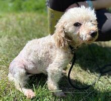 AJKA, Hund, Pudel in Slowakische Republik - Bild 3