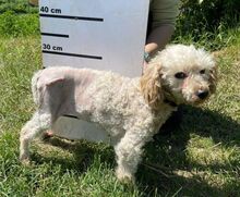 AJKA, Hund, Pudel in Slowakische Republik - Bild 4
