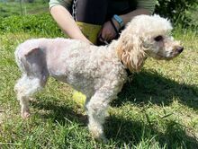 AJKA, Hund, Pudel in Slowakische Republik - Bild 5