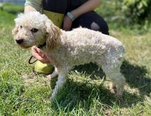 AJKA, Hund, Pudel in Slowakische Republik - Bild 6