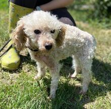 AJKA, Hund, Pudel in Slowakische Republik - Bild 7