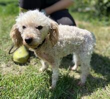 AJKA, Hund, Pudel in Slowakische Republik - Bild 8