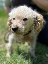 AJKA, Hund, Pudel in Slowakische Republik - Bild 9
