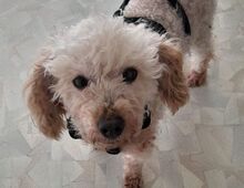 AJKA, Hund, Pudel in Münchberg - Bild 1