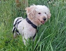 AJKA, Hund, Pudel in Münchberg - Bild 2