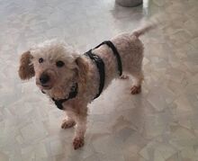 AJKA, Hund, Pudel in Münchberg - Bild 3