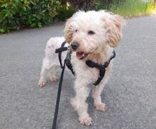 AJKA, Hund, Pudel in Münchberg - Bild 5