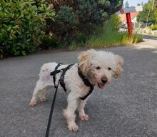 AJKA, Hund, Pudel in Münchberg - Bild 6