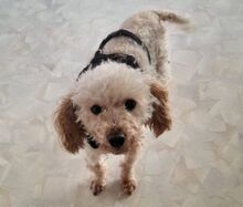 AJKA, Hund, Pudel in Münchberg - Bild 9