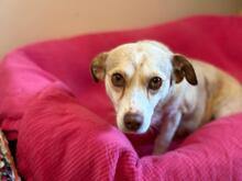 SAHARA, Hund, Mischlingshund in Griechenland - Bild 1