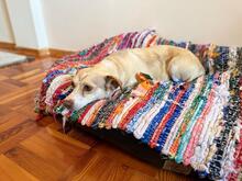 SAHARA, Hund, Mischlingshund in Griechenland - Bild 2
