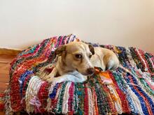 SAHARA, Hund, Mischlingshund in Griechenland - Bild 3