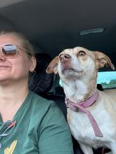 SAHARA, Hund, Mischlingshund in Griechenland - Bild 4