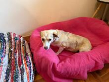 SAHARA, Hund, Mischlingshund in Griechenland - Bild 5