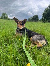 KAYLA, Hund, Mischlingshund in Rumänien - Bild 3