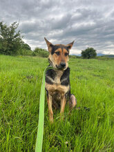 KAYLA, Hund, Mischlingshund in Rumänien - Bild 4