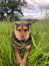 KAYLA, Hund, Mischlingshund in Rumänien - Bild 5