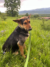 KAYLA, Hund, Mischlingshund in Rumänien - Bild 7