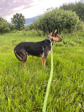KAYLA, Hund, Mischlingshund in Rumänien - Bild 8