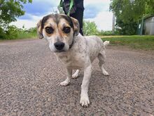 NORMY, Hund, Beagle-Jack Russell Terrier-Mix in Ungarn - Bild 1