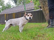 NORMY, Hund, Beagle-Jack Russell Terrier-Mix in Ungarn - Bild 11