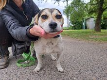 NORMY, Hund, Beagle-Jack Russell Terrier-Mix in Ungarn - Bild 12