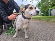 NORMY, Hund, Beagle-Jack Russell Terrier-Mix in Ungarn - Bild 13
