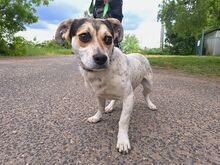 NORMY, Hund, Beagle-Jack Russell Terrier-Mix in Ungarn - Bild 2