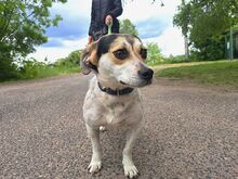 NORMY, Hund, Beagle-Jack Russell Terrier-Mix in Ungarn - Bild 4