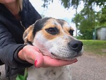 NORMY, Hund, Beagle-Jack Russell Terrier-Mix in Ungarn - Bild 6
