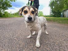 NORMY, Hund, Beagle-Jack Russell Terrier-Mix in Ungarn - Bild 7