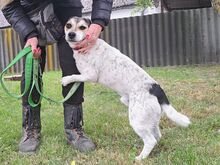 NORMY, Hund, Beagle-Jack Russell Terrier-Mix in Ungarn - Bild 8