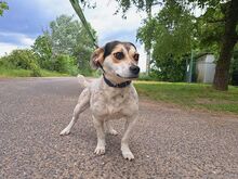 NORMY, Hund, Beagle-Jack Russell Terrier-Mix in Ungarn - Bild 9