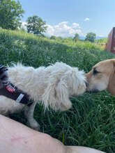 LIVIA, Hund, Mischlingshund in Rumänien - Bild 2