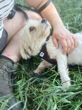 LIVIA, Hund, Mischlingshund in Rumänien - Bild 3