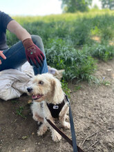 LIVIA, Hund, Mischlingshund in Rumänien - Bild 4