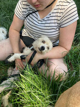 LIVIA, Hund, Mischlingshund in Rumänien - Bild 5