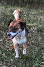 LOLA, Hund, Mischlingshund in Hanstedt