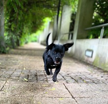 CHIP, Hund, Mischlingshund in Duderstadt - Bild 1
